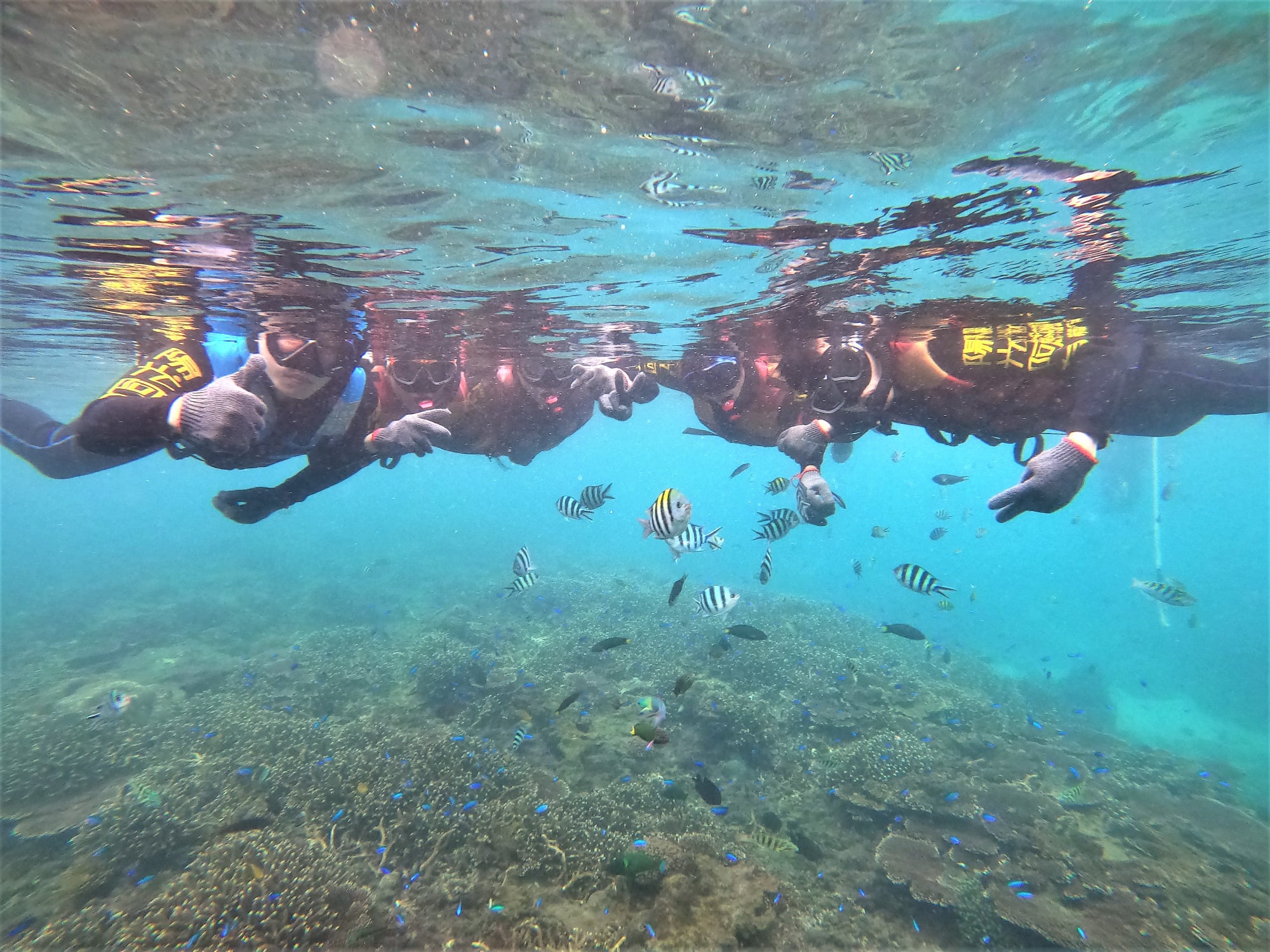 澎湖旅遊-專業浮潛